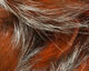 Preview image of product Shimmer Rabbit Strips #3 Crawfish Orange with Silver Shimmer 