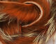 Preview image of product Shimmer Rabbit Strips #4 Crawfish Orange with Gold Shimmer