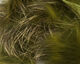 Preview image of product Shimmer Rabbit Strips #8 Sculpin Olive with Gold Shimmer