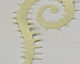 Preview image of product Spiked Large 1/0 and Up Sr Tail #377 White