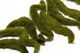 Preview image of product Spawn Polliwog Tails Olive #263