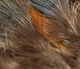 Preview image of product Strung Ringneck Rump Feathers Natural #242