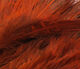 Preview image of product Strung Ringneck Rump Feathers Orange #271