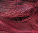 Preview image of product Strung Ringneck Rump Feathers Wine #380
