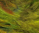 Preview image of product Strung Ringneck Rump Feathers Yellow #383