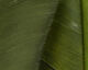 Preview image of product Turkey Biot Quills Dark Olive #95