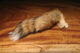 Preview image of product Complete Red Fox Tail