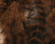 Preview image of product UV2 Grizzly Soft Hackle Brown #002