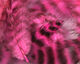 Preview image of product UV2 Grizzly Soft Hackle Pink #150
