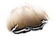 Preview image of product Woodduck Feathers Black Barred