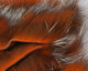 Preview image of product Crosscut Shimmer Rabbit Strips #3 Crawfish Orange with Silver Shimmer 