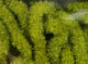 Preview image of product Large Trilobal Antron Chenille #263 Olive 