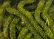Preview image of product Trilobal Antron Chenille Medium #263 Olive 
