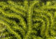 Preview image of product Trilobal Antron Chenille Small #263 Olive 