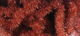 Preview image of product Trilobal Antron Chenille Medium #323 Rusty Brown 