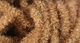 Preview image of product Large Trilobal Antron Chenille #369 Tan 