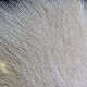 Preview image of product Arctic Fox Hair #165 Gray