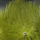 Preview image of product Arctic Fox Tail Hair #263 Olive
