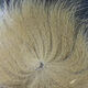 Preview image of product Arctic Fox Tail Hair #369 Tan