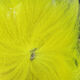 Preview image of product Arctic Fox Tail Hair #383 Yellow