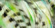 Preview image of product Black Barred Groovy Bunny Strips #2 Blue-Yellow-White
