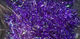 Preview image of product Estaz Medium 15mm Purple #091