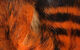 Preview image of product Black Barred Magnum Rabbit Strips #187 Hot Orange