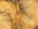 Preview image of product Brown Barred Magnum Rabbit Strips #281 Peach