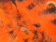 Preview image of product Black Barred Rabbit Strips #187 Hot Orange