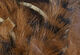 Preview image of product Black Barred Rabbit Strips #228 Medium Brown