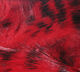 Preview image of product Black Barred Rabbit Strips #310 Red