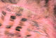Preview image of product Black Barred Rabbit Strips #329 Salmon Pink