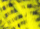Preview image of product Black Barred Rabbit Strips #383 Yellow