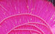 Preview image of product Chocklett's Body Wrap #131 Fl Fuchsia