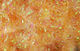 Preview image of product Cactus Chenille Large Peachy Flesh #281