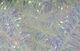 Preview image of product Cactus Chenille Large Pearl #284