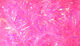 Preview image of product Cactus Chenille Large Pink #289