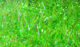 Preview image of product Cactus Chenille Large Bright Green #34