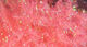 Preview image of product Cactus Chenille Medium Shrimp Pink #343