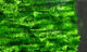 Preview image of product Chenille Medium Insect Green #193