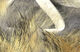 Preview image of product Crosscut Rabbit Strips #247 Grizzly Natural Hare's