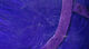 Preview image of product Crosscut Rabbit Strips #35 Bright Purple