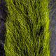 Preview image of product Calf Tail Olive #263