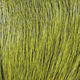 Preview image of product Deer Belly Hair Dyed From White Olive #263