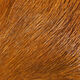 Preview image of product Deer Belly Hair Dyed From White Rusty Orange #325