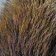 Preview image of product Deer Belly Hair Dyed From White Brown #40