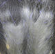 Preview image of product Polar Fiber Brush GREY DBPF31 A .75 Inch