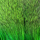 Preview image of product Dyed Deer Body Hair Green #169