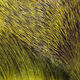 Preview image of product Dyed Deer Body Hair Olive #263