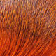 Preview image of product Premo Deer Hair Strip Orange #271
